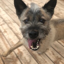 犬猫合同譲渡会