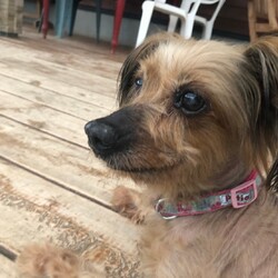 犬猫合同譲渡会 サムネイル2