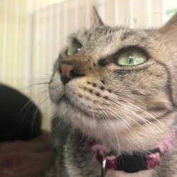 犬猫合同譲渡会 サムネイル3