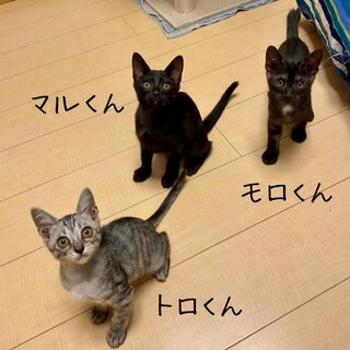 【7/19(日)譲渡会】甘えん坊3兄弟