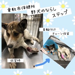 「倉敷市保健所野犬の馴らし→丈太郎卒業！→譲渡決定！」サムネイル1