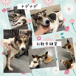 「倉敷市保健所野犬の馴らし→丈太郎卒業！→譲渡決定！」サムネイル2