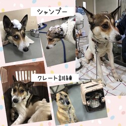 「倉敷市保健所野犬の馴らし→丈太郎卒業！→譲渡決定！」サムネイル3