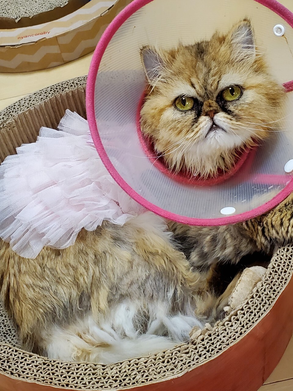 おもちゃ大好き ペルシ 千葉県 猫の里親募集 ペットのおうち 月間利用者150万人