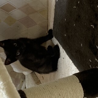 かわいい黒猫です