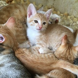 多頭飼育