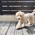 とっても元気なトイプードル、ジューンちゃん！