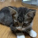 生後約1ヶ月の甘えん坊なキジトラくん♂