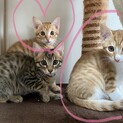 生後3ヶ月／エイズ陽性の仔猫です