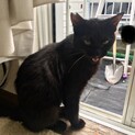 去勢済み黒猫くん里親募集中！