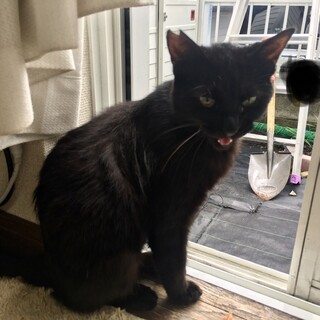 去勢済み黒猫くん里親募集中！