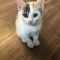 一旦応募停止します☆