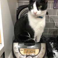 ミミ