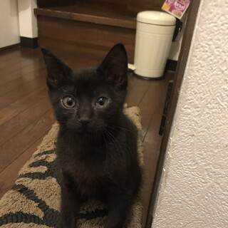 少し怖がりでもゴロゴロな黒猫くん　一時停止