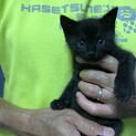 可愛い黒猫のぺーちゃん♪
