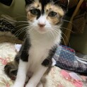 綺麗な三毛猫
