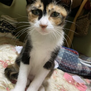 綺麗な三毛猫