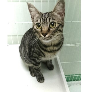 甘えたすりすりのさくらちゃん　かわいいお団子しっぽ