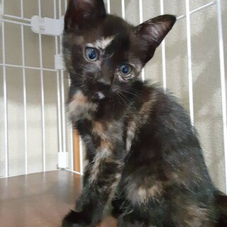 可愛すぎるサビちゃん♡3ヶ月♡やんちゃ姫♡