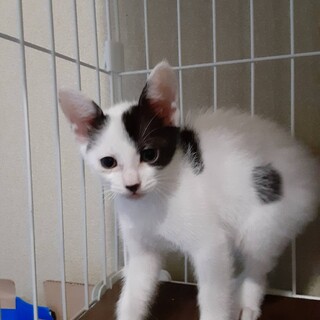 おしゃれバングス♡な白黒のお姫様♡3ヶ月