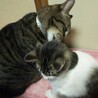 まーぶる。