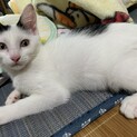 白黒BOY