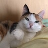 雅恵