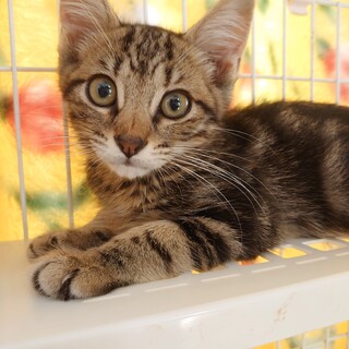 【多頭飼育崩壊レスキュー】アメショ柄の男の子女の子