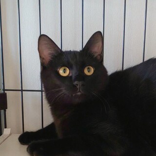 【7/18芝浦】黒猫の大ちゃん生後7ヵ月