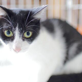 【おっとりグリーンアイ】おかかちゃん☆避妊済み