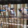 文鳥3羽 サムネイル2
