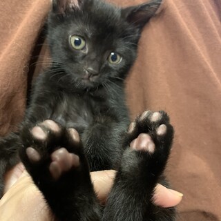 ミルクから育てたとっても甘えんぼの男の子