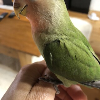 さくらちゃん里親募集 //島根県西部