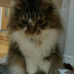 「わかちゃん＆わこちゃん母娘」サムネイル2