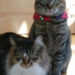 「わかちゃん＆わこちゃん母娘」サムネイル3