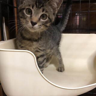 シャーシャーにゃんこからゴロゴロにゃんこに！