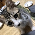 人懐こくて元気いっぱいの男の子