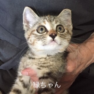 パッチリ目のキジトラ子猫姉妹の里親を急募致します。