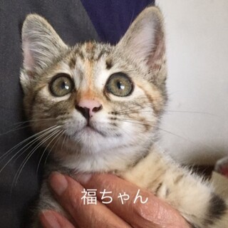 パッチリ目のキジトラ子猫姉妹の里親を急募致します。