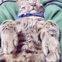 まるころホルモン