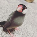桜文鳥　手乗り　オス