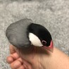 桜文鳥　手乗り　オス サムネイル2