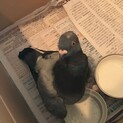 傷ついた鳩を保護しています
