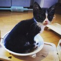迷子の子猫ちゃん