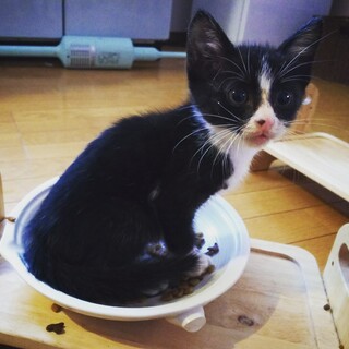 迷子の子猫ちゃん