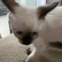生後二か月半のシャムちゃんです。