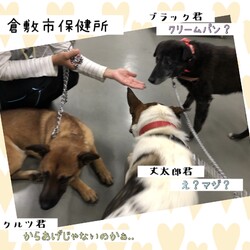 「倉敷市保健所、ワン密？！→全頭卒業！」サムネイル1