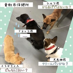 「倉敷市保健所、ワン密？！→全頭卒業！」サムネイル2