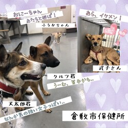 「倉敷市保健所、ワン密？！→全頭卒業！」サムネイル3