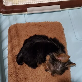 かまってちゃんのヨーキー